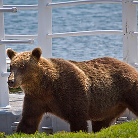 042. ���̆��, �������̆...